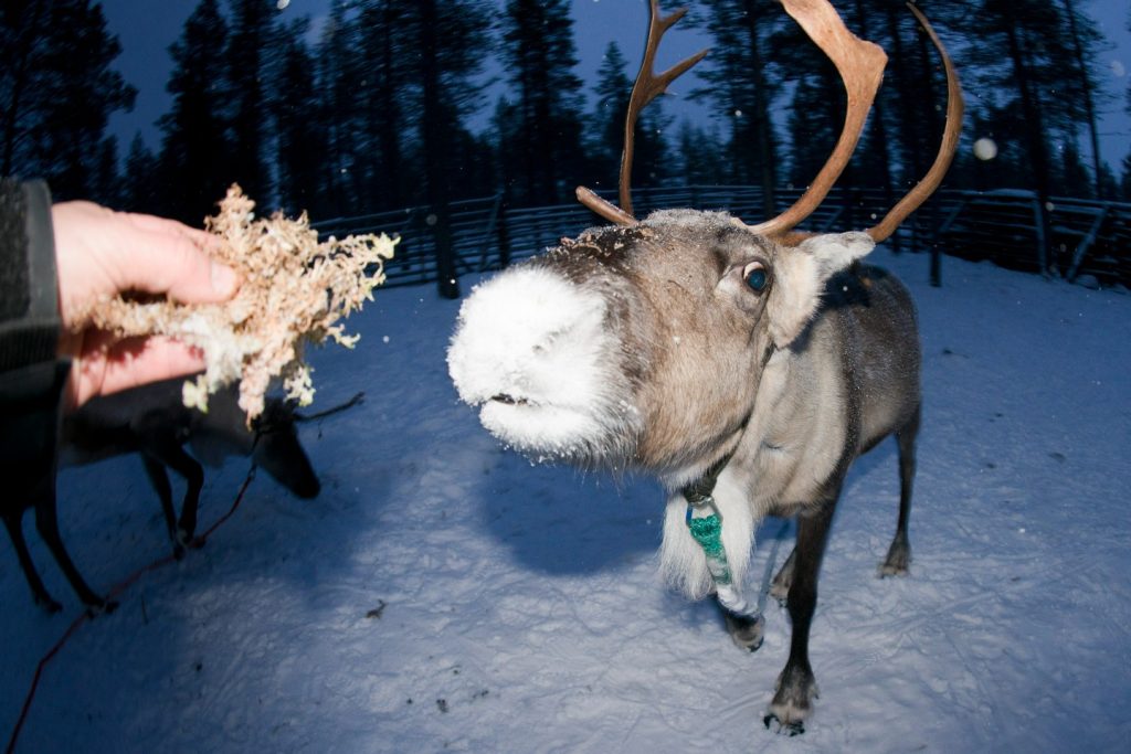 Finland Reindeer Safari
