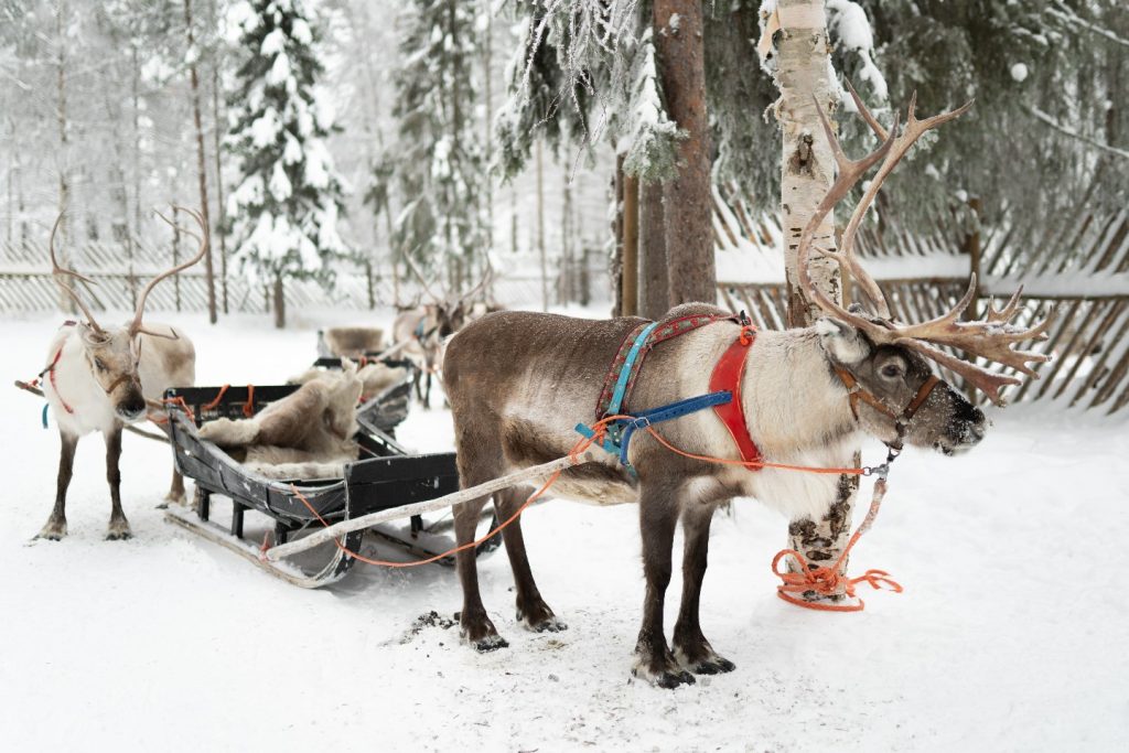 Finland Reindeer Safari