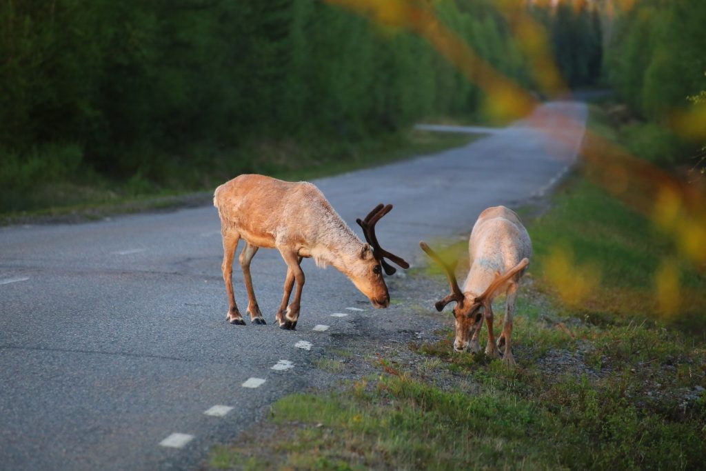 Finland Reindeer Safari