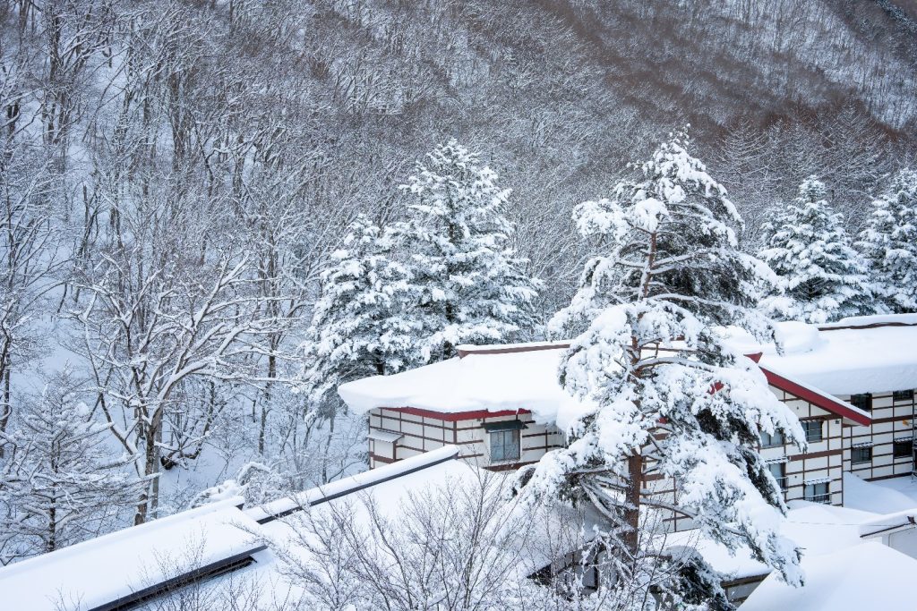 Japan Snow Monkey Hot Springs
