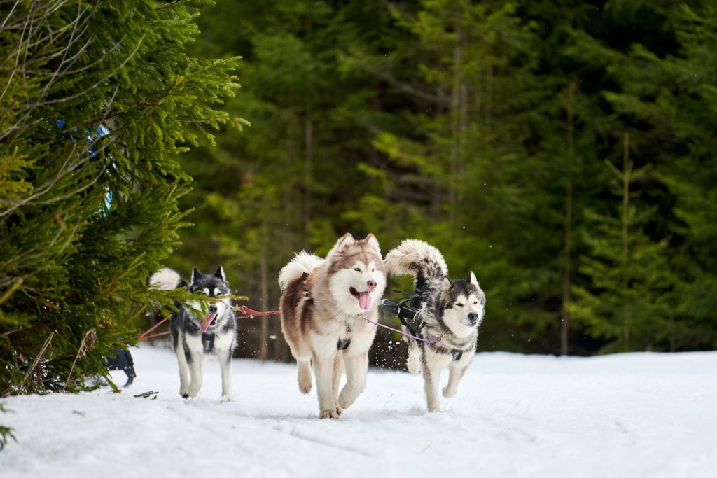 Norway Dog Sledding Expedition