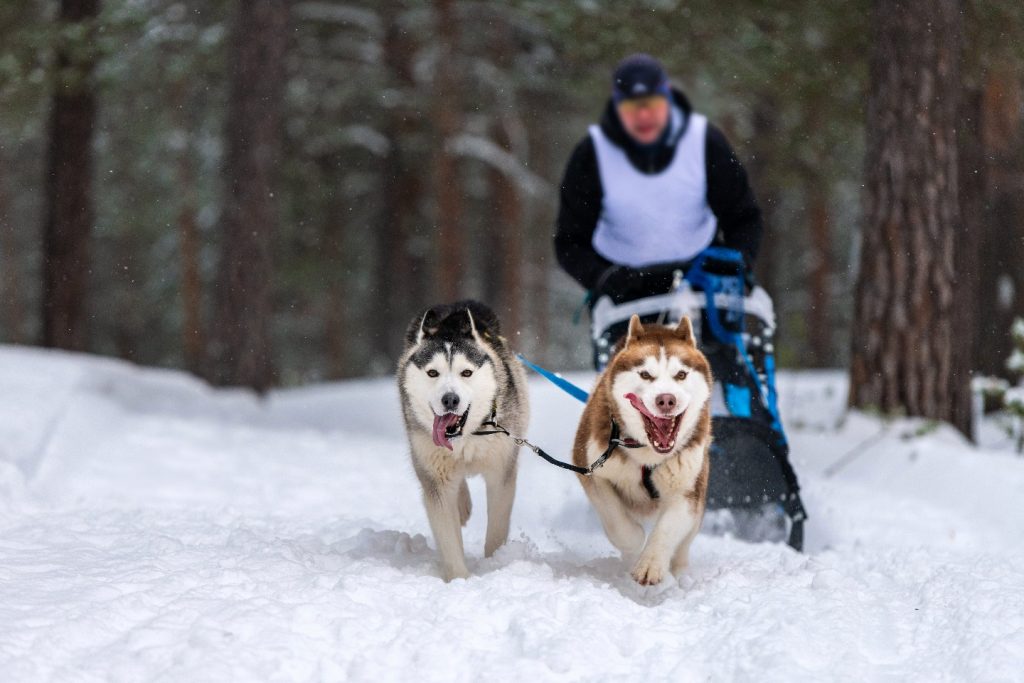 Norway Dog Sledding Expedition